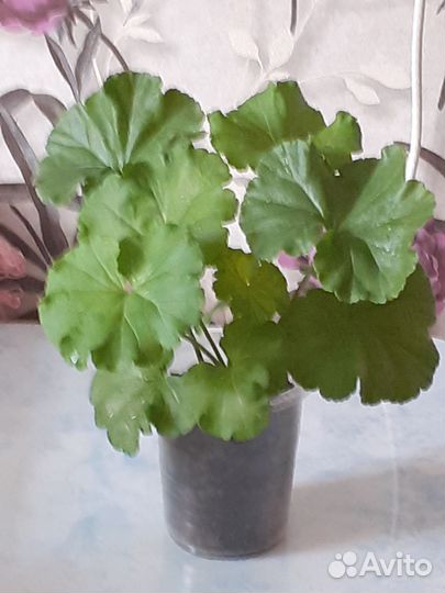 Герань пеларгония