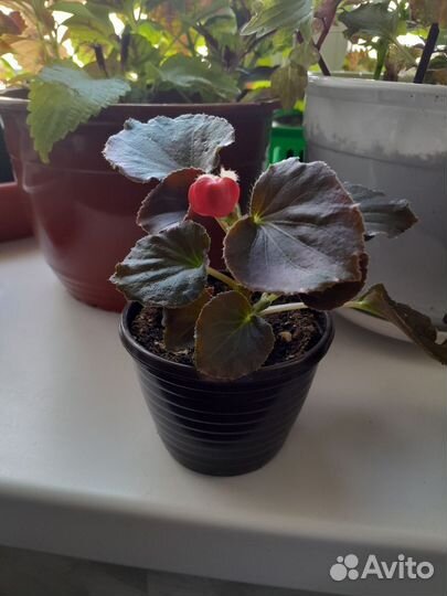 Бегония вечноцветущая