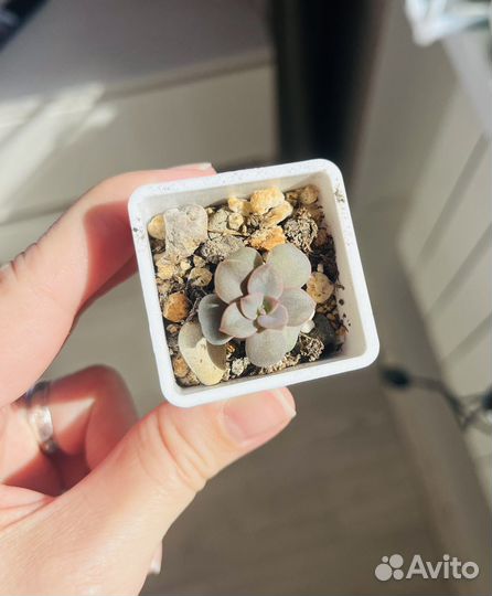 Суккуленты