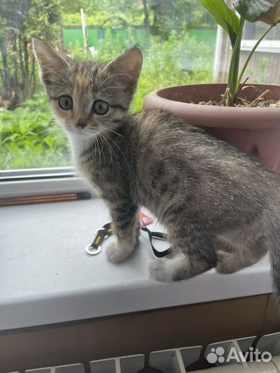 Отдам котенка