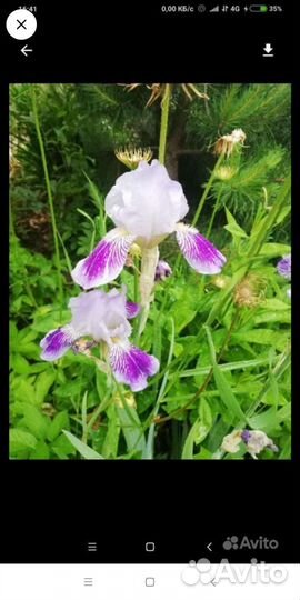 Астильба, ирисы, люпины, лилейник и др многолетник