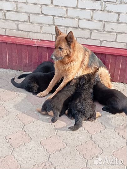Щенки немецкой овчарки