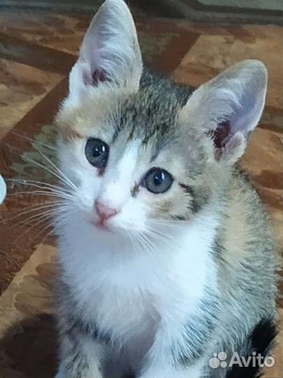 Кошечка в добрые руки