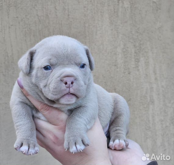 Собака американские були