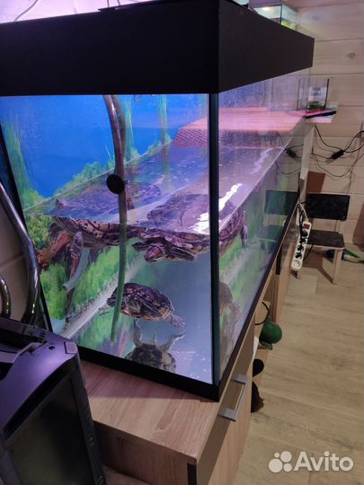 Черепашки красноухие