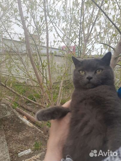 Кошка в дар бесплатно