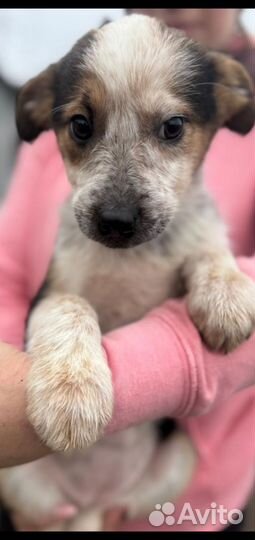 Щенок маленькой собаки в добрые руки