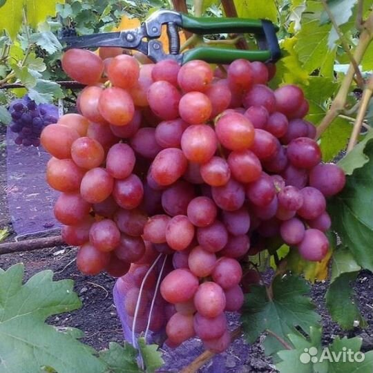 Саженцы винограда