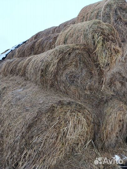 Продам сено в рулонах