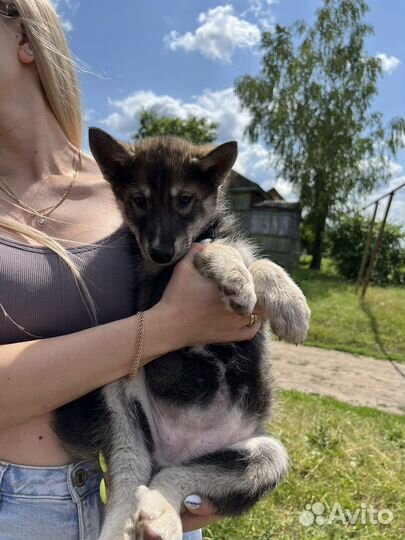 Щенок девочка хаски