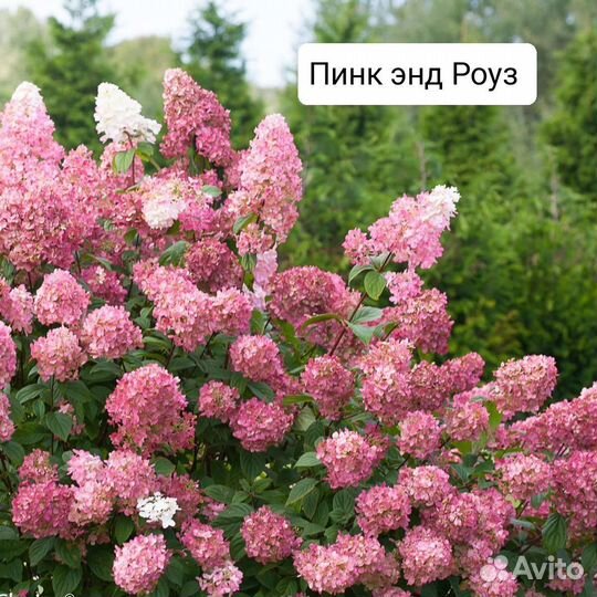 Гортезия метельчатая