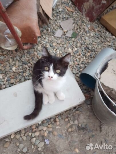 Отдам в добрые руки двухмесячных котят