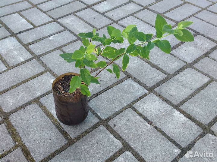 Туя мишка тедди,спирея вангутта