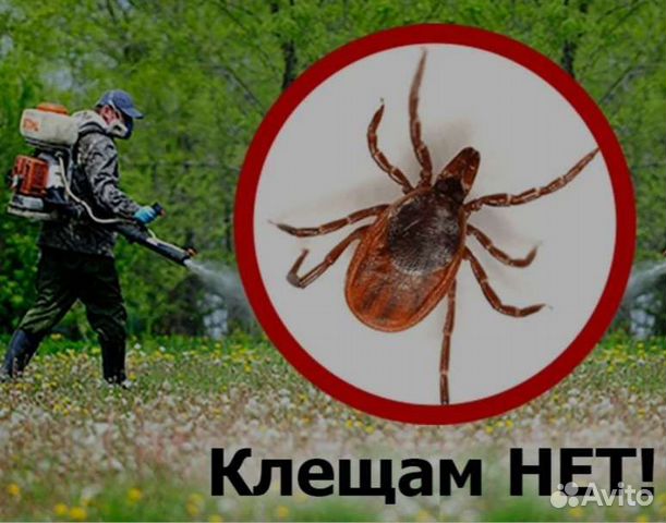 Обработка от клещей на участке в Калининграде | Услуги | Авито