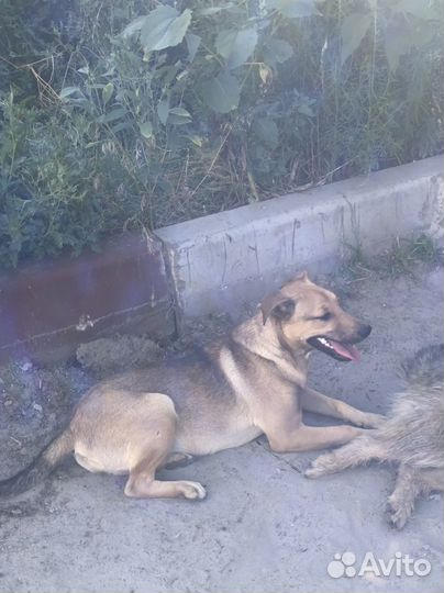 Собака в добрые руки отдам бесплатно