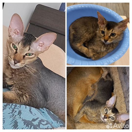 Abyssisphynx - абиссфинкс