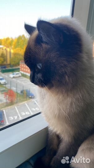 Кот тайский