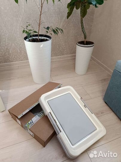 Домашние животные собаки маленькие