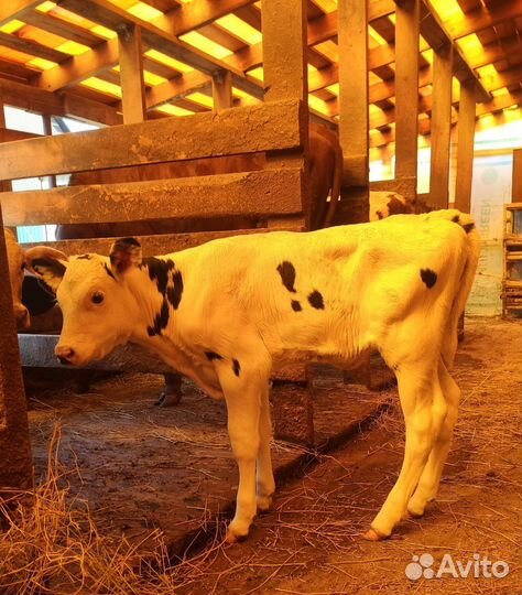 Коровы, Телка