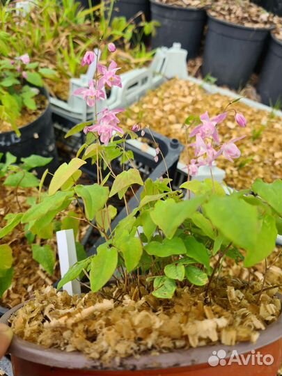 Горянка - цветок эльфов