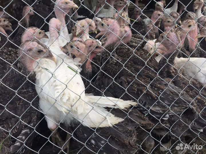 Индюшата Виктория