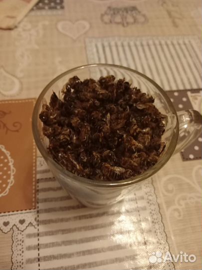 Пчелиный подмор