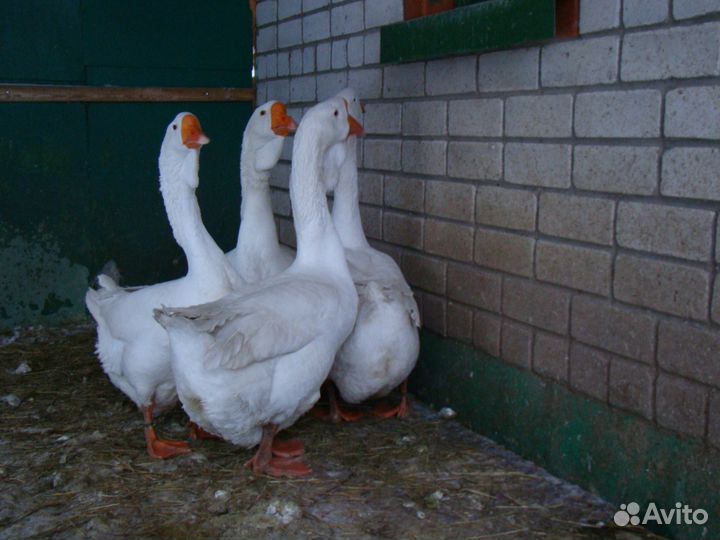 Холмогорские гуси