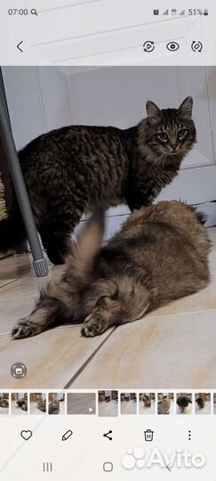 Потерялся котик