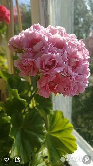 Пеларгония сортовая