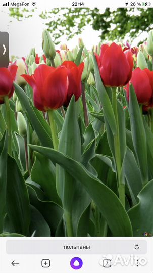 Тюльпаны
