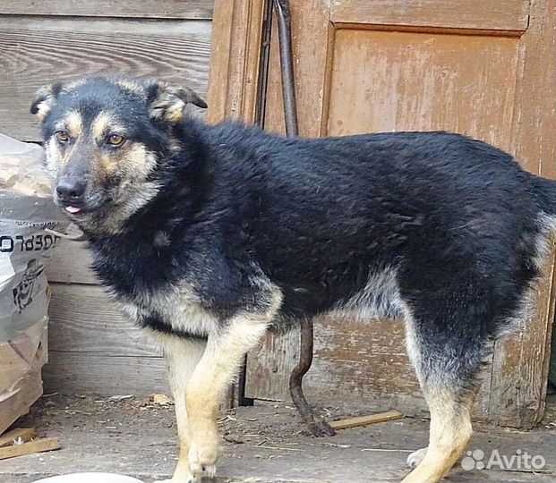 Собака в добрые руки отдам бесплатно