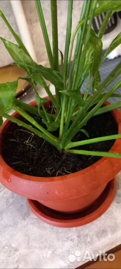 Спатифиллум