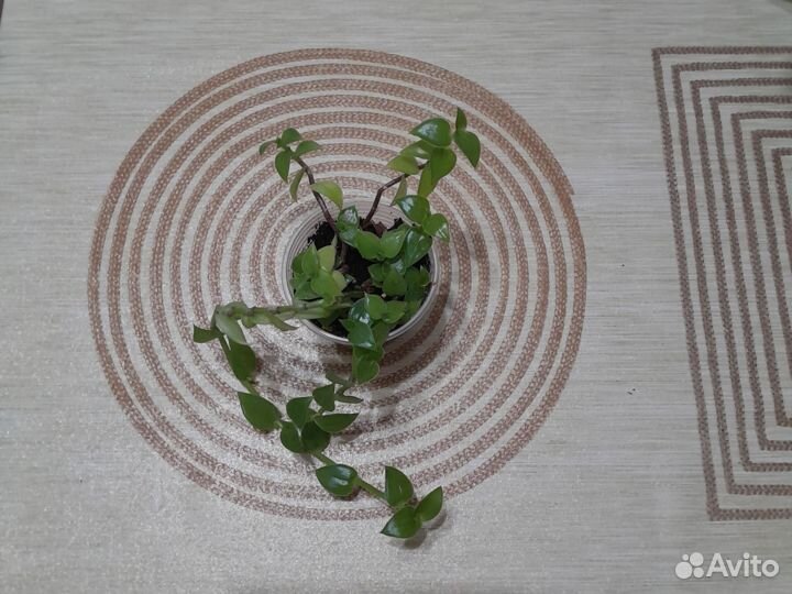 Каллизия лонгифолия