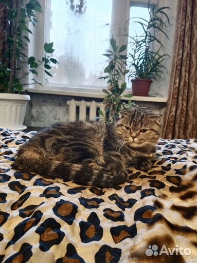 Котята в дар бесплатно