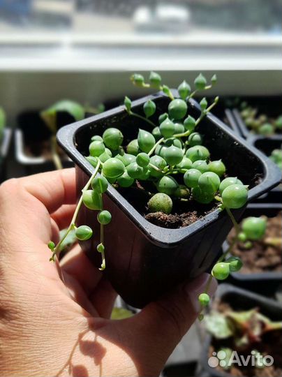 Крестовик Роули