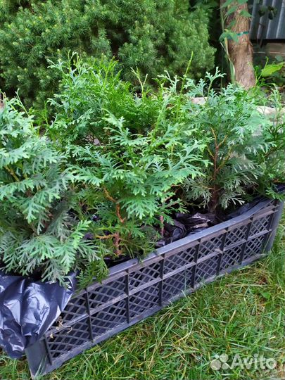 Туя колумна