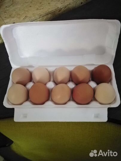 Домашние куриные яйца