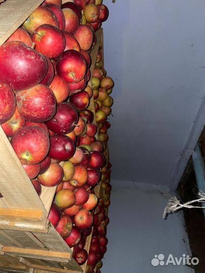 Яблоки сорт Моди