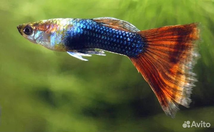 Аквариумные рыбки Гуппи