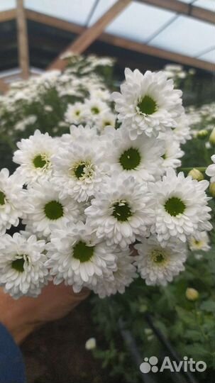 Хризантема мелкоцветка