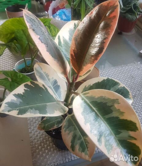 Фикус тинеке,керли,сафари