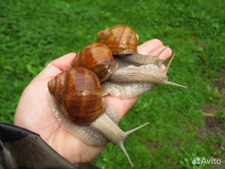 Улитка виноградная в наличии