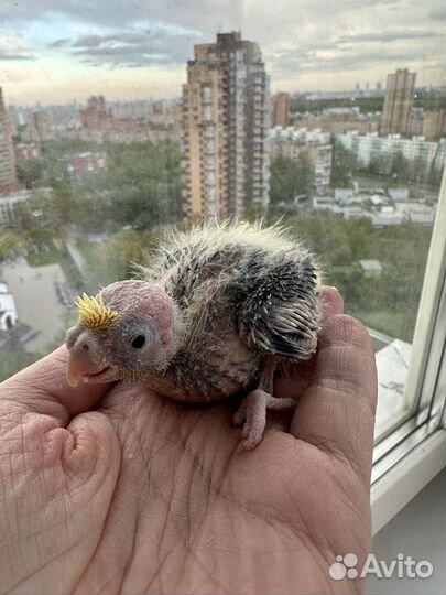 Ручной птенец Кореллы