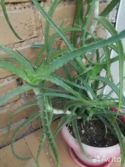 Разные комнатные цветы