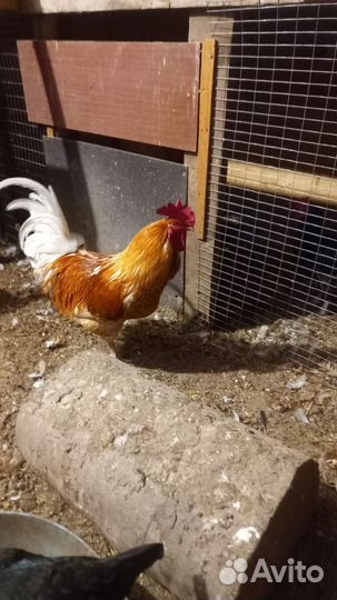 Петух бойцовый
