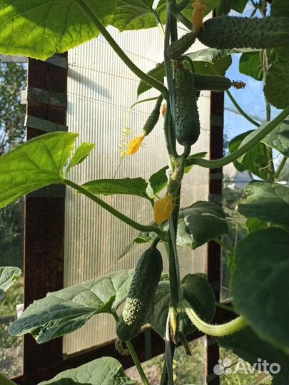 Помидоры, огурцы, кабачки домашние свежие вкусные