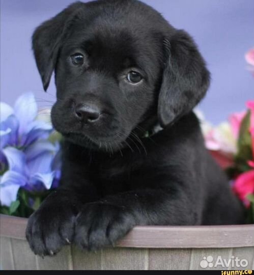 Щенки лабрадора черные за вкусняшки)