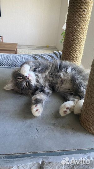 Котенок курильского бобтейла