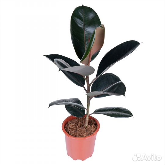 Фикус эластика Абиджан D17