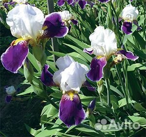 Ирисы бородатые сортовые